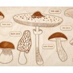 Huby – puzzle